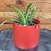 The Plant Farm® Houseplants Chlorophytum Reverse Spider, 4" Plant