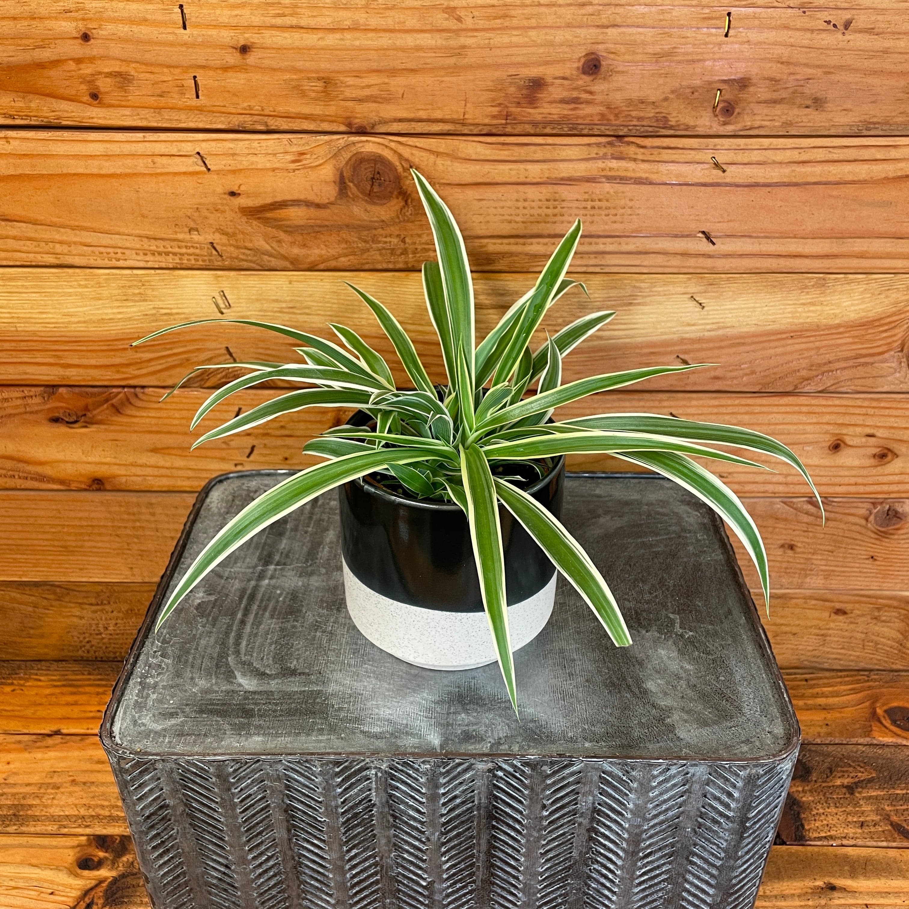 Reverse Spider Plant