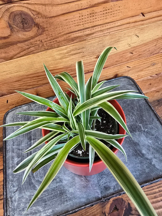 The Plant Farm® Houseplants Chlorophytum Reverse Spider, 4" Plant