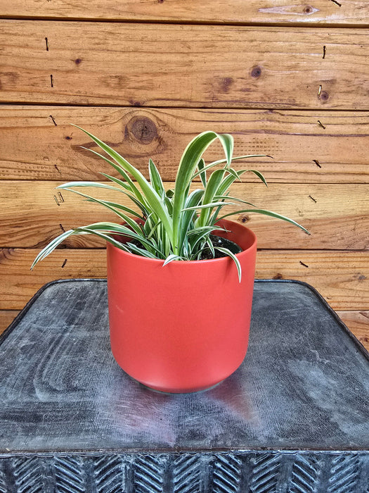 The Plant Farm® Houseplants Chlorophytum Reverse Spider, 4" Plant