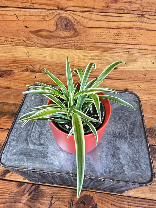 The Plant Farm® Houseplants Chlorophytum Reverse Spider, 4" Plant