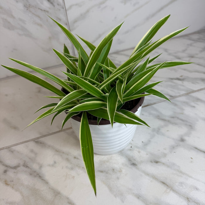 The Plant Farm® Houseplants Chlorophytum Reverse Spider, 6" Plant