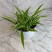 The Plant Farm® Houseplants Chlorophytum Reverse Spider, 6" Plant