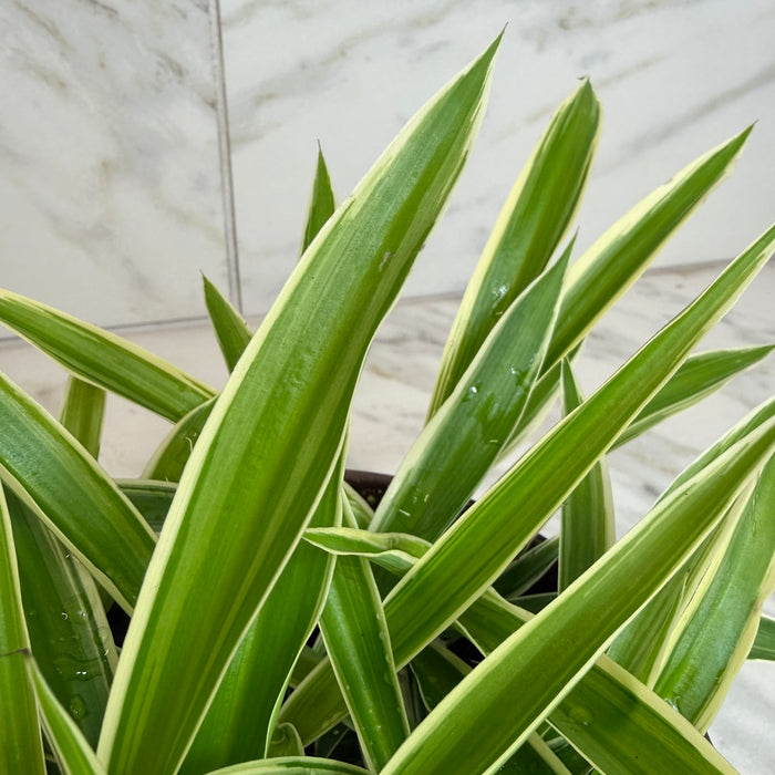 The Plant Farm® Houseplants Chlorophytum Reverse Spider, 6" Plant