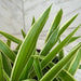 The Plant Farm® Houseplants Chlorophytum Reverse Spider, 6" Plant