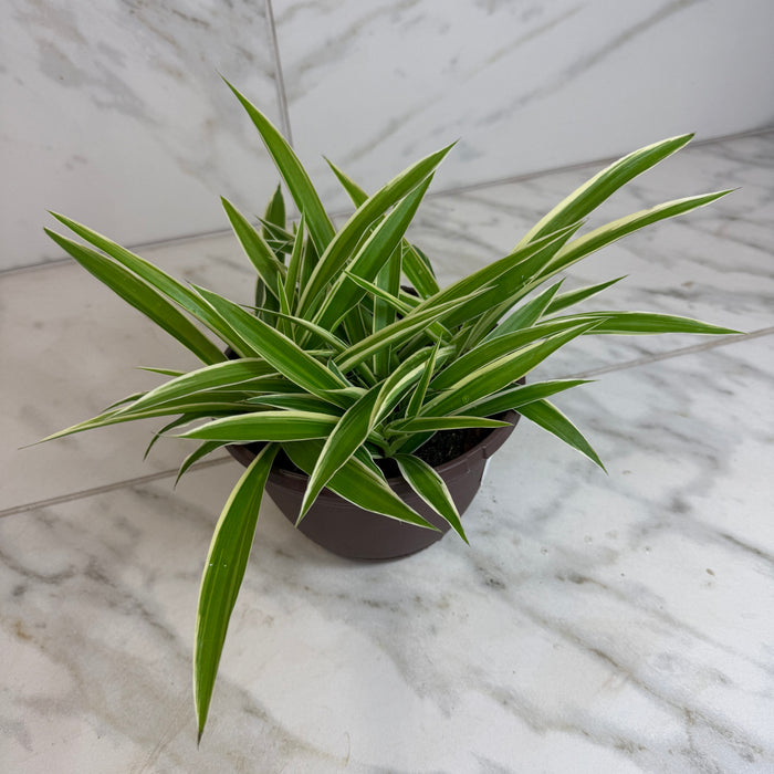 The Plant Farm® Houseplants Chlorophytum Reverse Spider, 6" Plant