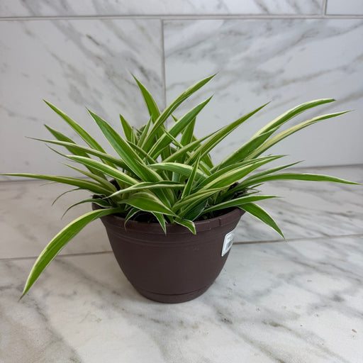 The Plant Farm® Houseplants Chlorophytum Reverse Spider, 6" Plant