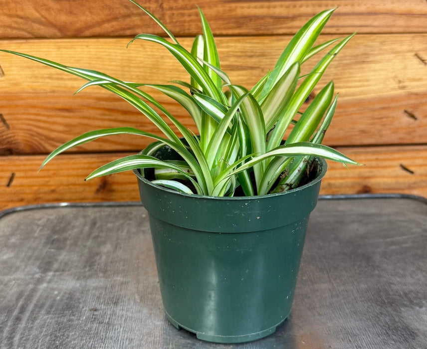 The Plant Farm® Houseplants Chlorophytum Variegated Spider, 4" Plant