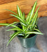 The Plant Farm® Houseplants Chlorophytum Variegated Spider, 4" Plant