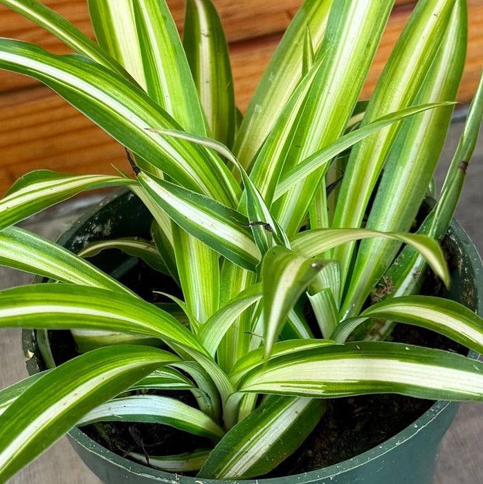 The Plant Farm® Houseplants Chlorophytum Variegated Spider, 4" Plant
