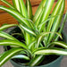 The Plant Farm® Houseplants Chlorophytum Variegated Spider, 4" Plant