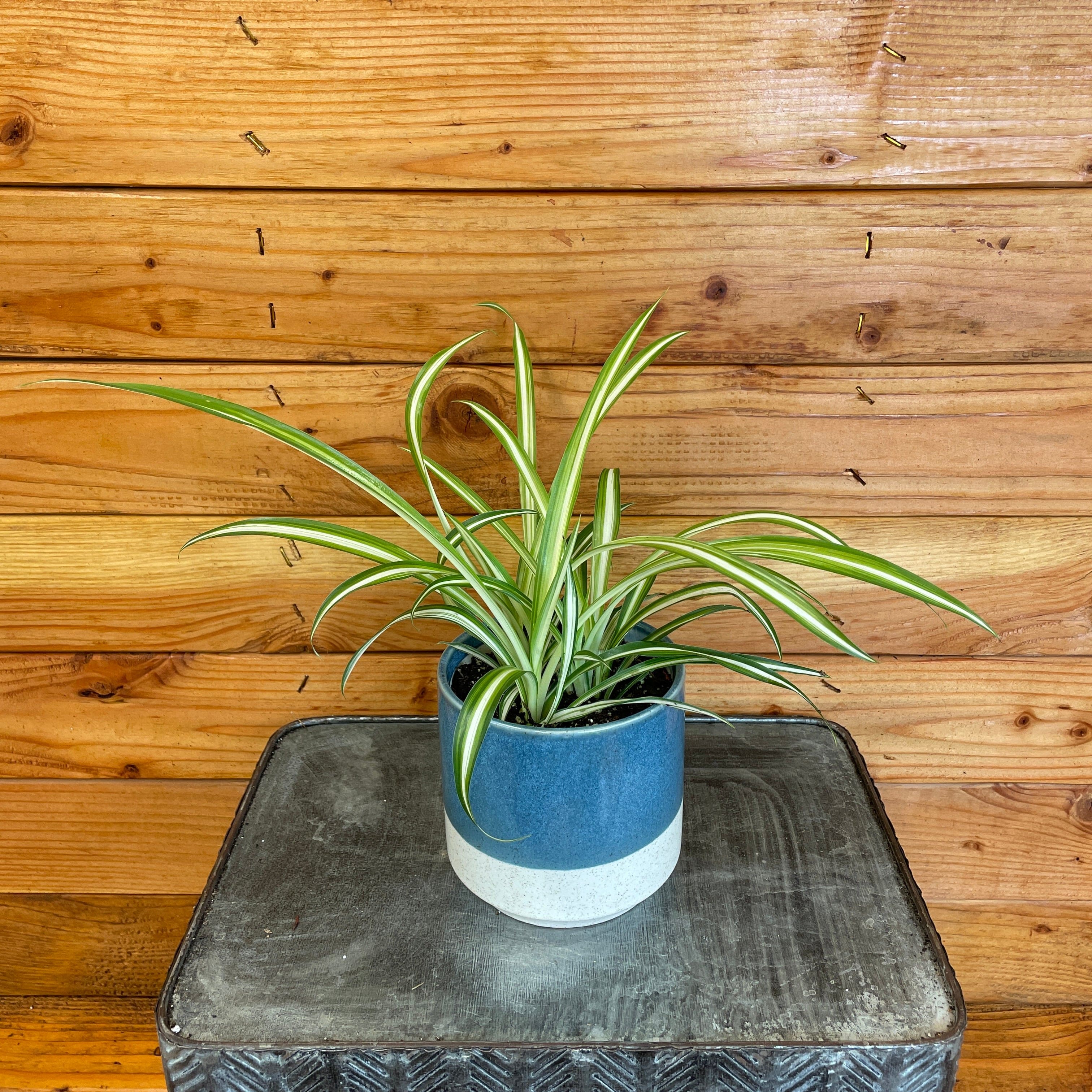 Spider Plant, Spider Plant - Variegatum