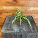 The Plant Farm® Houseplants Chlorophytum Variegated Spider Kokedama