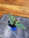 The Plant Farm® Houseplants Cissus Amazonica, 2" Plant