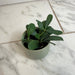 The Plant Farm® Houseplants Cissus Digitata Mystic Ivy, 2" Plant