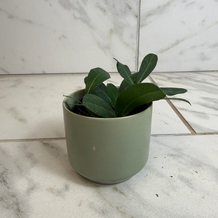 The Plant Farm® Houseplants Cissus Digitata Mystic Ivy, 2" Plant