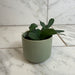 The Plant Farm® Houseplants Cissus Digitata Mystic Ivy, 2" Plant