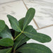 The Plant Farm® Houseplants Cissus Digitata Mystic Ivy, 2" Plant