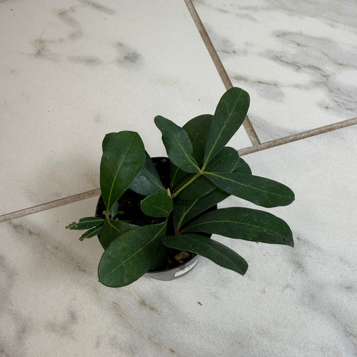 The Plant Farm® Houseplants Cissus Digitata Mystic Ivy, 2" Plant