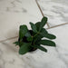 The Plant Farm® Houseplants Cissus Digitata Mystic Ivy, 2" Plant
