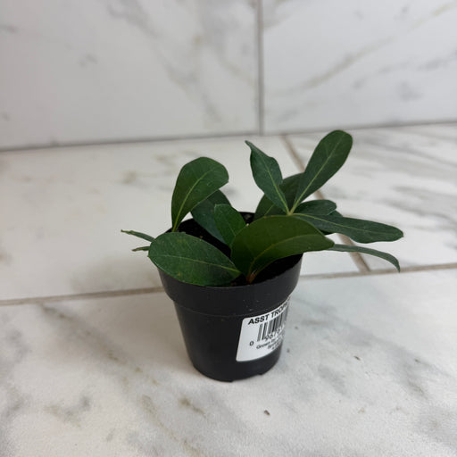 The Plant Farm® Houseplants Cissus Digitata Mystic Ivy, 2" Plant
