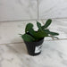 The Plant Farm® Houseplants Cissus Digitata Mystic Ivy, 2" Plant