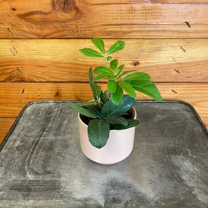 The Plant Farm® Houseplants Cissus Digitata Mystic Ivy, 2" Plant