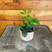 The Plant Farm® Houseplants Cissus Digitata Mystic Ivy, 2" Plant
