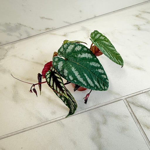 The Plant Farm® Houseplants Cissus Discolor, 2" Plant