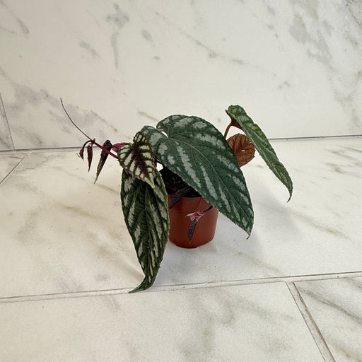 The Plant Farm® Houseplants Cissus Discolor, 2" Plant