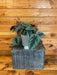 The Plant Farm® Houseplants Cissus Discolor, 6" Plant