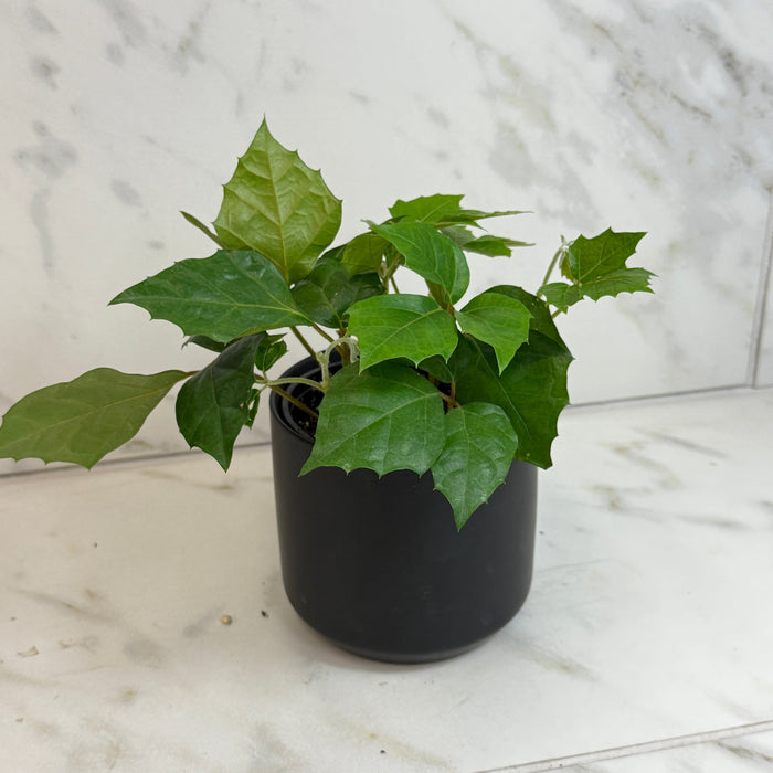 The Plant Farm® Houseplants Cissus Grape Leaf Ivy, 4" Plant