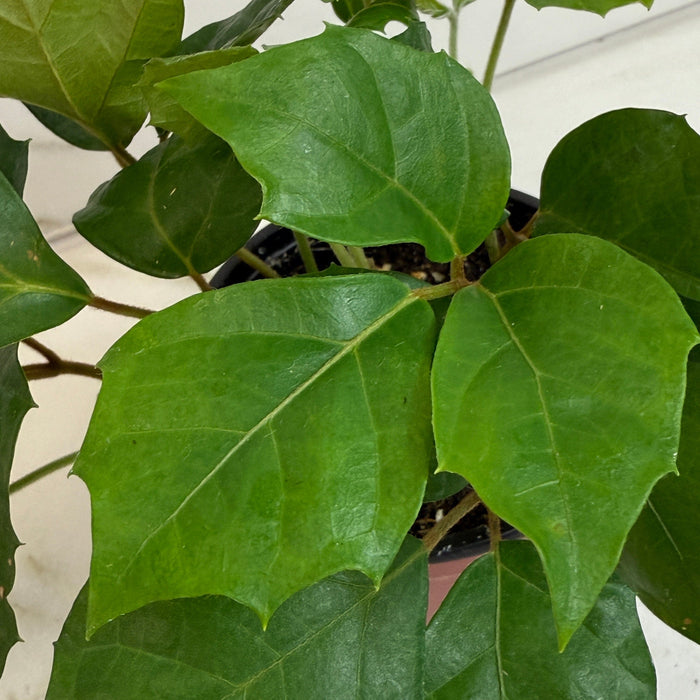 The Plant Farm® Houseplants Cissus Grape Leaf Ivy, 4" Plant