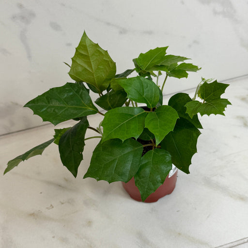 The Plant Farm® Houseplants Cissus Grape Leaf Ivy, 4" Plant