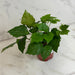 The Plant Farm® Houseplants Cissus Grape Leaf Ivy, 4" Plant