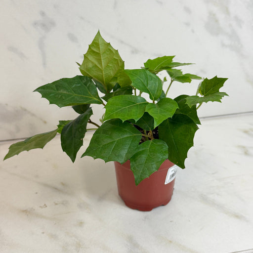 The Plant Farm® Houseplants Cissus Grape Leaf Ivy, 4" Plant