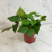 The Plant Farm® Houseplants Cissus Grape Leaf Ivy, 4" Plant