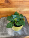 The Plant Farm® Houseplants Cissus Grape Leaf Ivy, 4" Plant