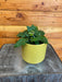 The Plant Farm® Houseplants Cissus Grape Leaf Ivy, 4" Plant