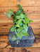 The Plant Farm® Houseplants Cissus Grape Leaf Ivy, 6" Plant