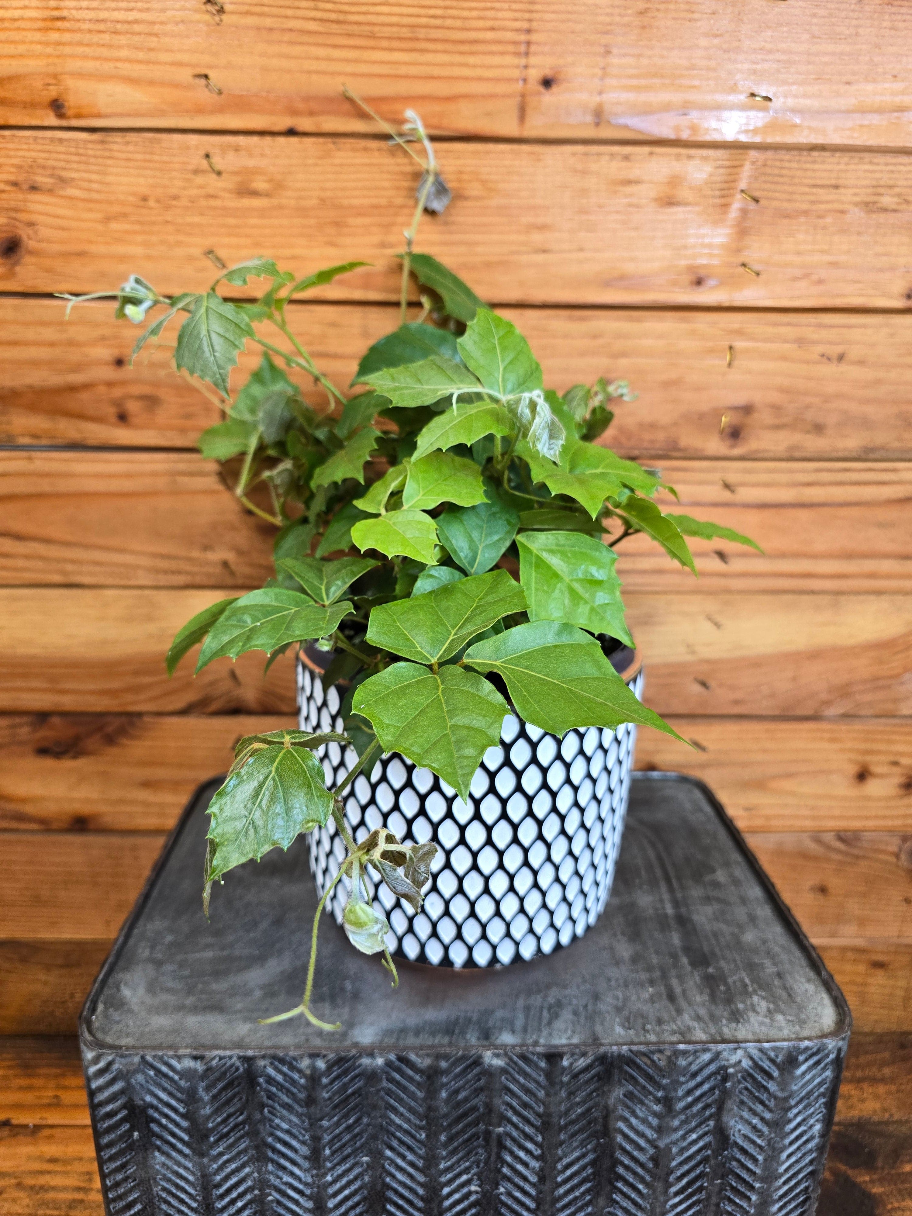 cissus indoor plant Cissus rhombifolia Grape Leaf, 6" Plant — The Plant Farm®