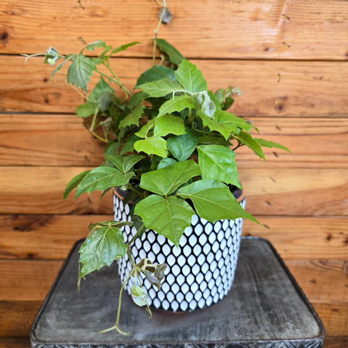 poison ivy house plant Cissus rhombifolia Grape Leaf, 6" Plant — The Plant Farm®