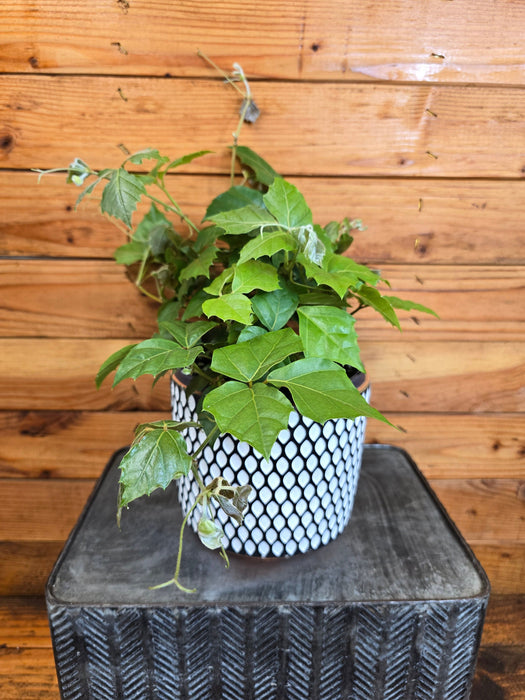 house plants that are vines Cissus rhombifolia Grape Leaf, 6" Plant — The Plant Farm®