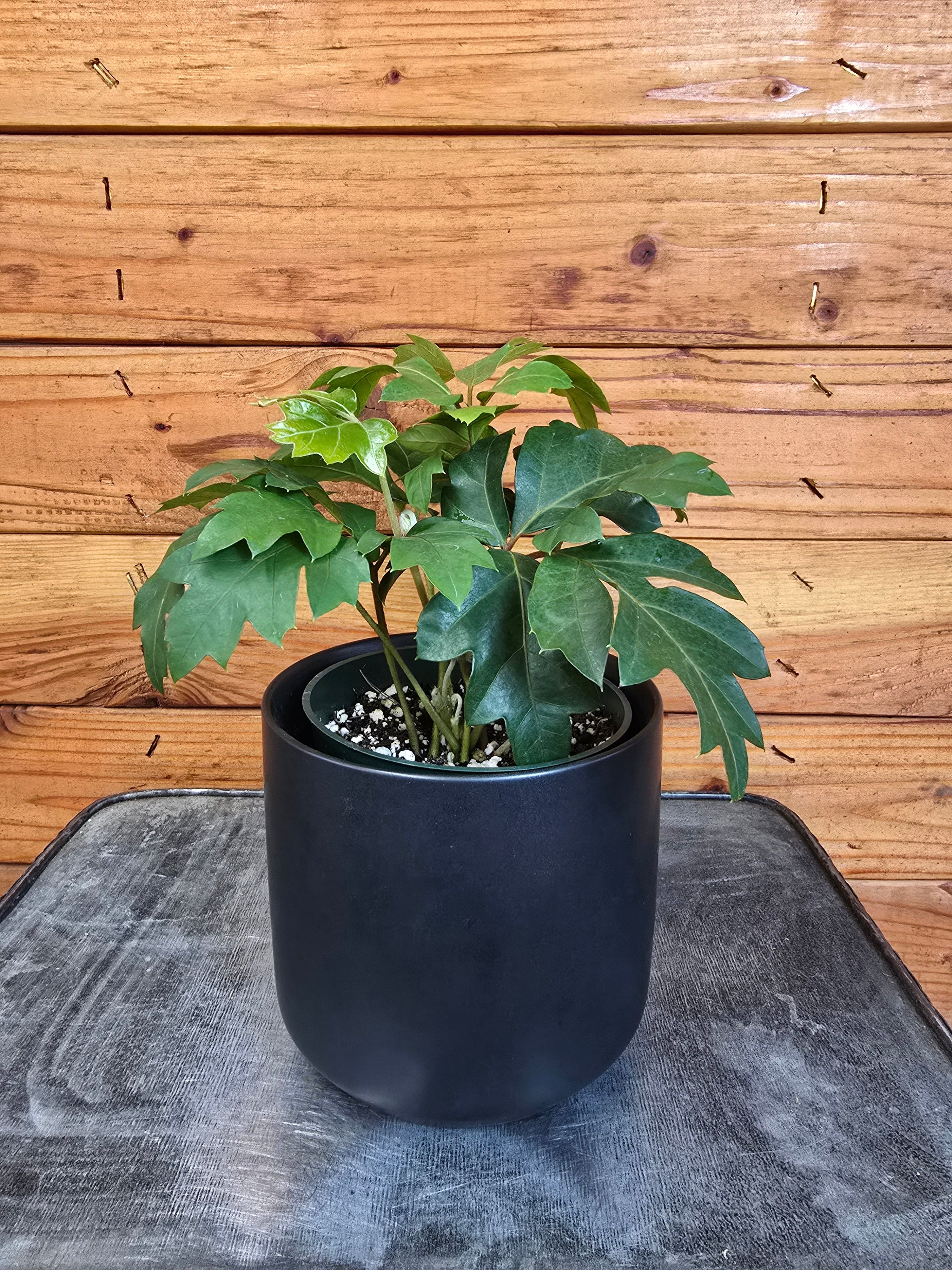 cissus succulent Cissus rhombifolia Oak Leaf, 4" Plant — The Plant Farm®