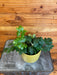 The Plant Farm® Houseplants Cissus Oak Leaf Ivy, 4" Plant