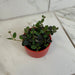 The Plant Farm® Houseplants Codonanthe Devosiana Paula, 2" Plant