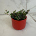 The Plant Farm® Houseplants Codonanthe Devosiana Paula, 2" Plant
