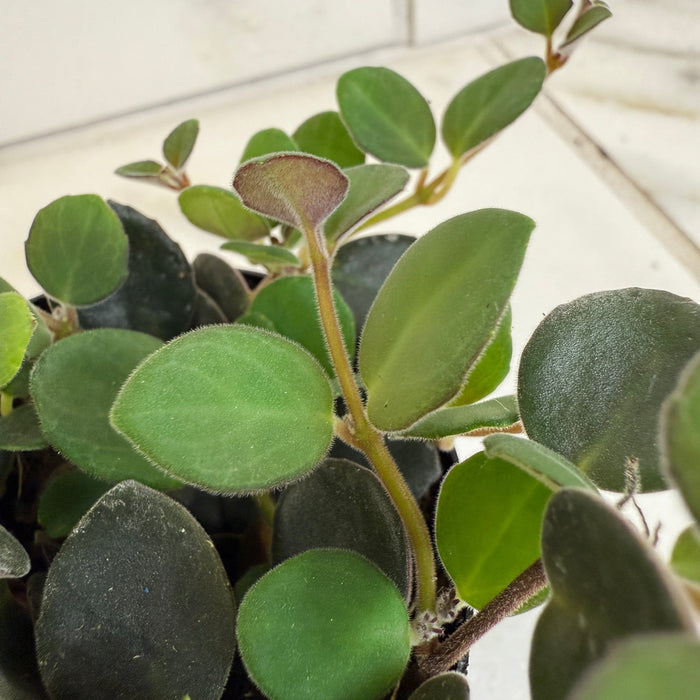 The Plant Farm® Houseplants Codonanthe Devosiana Paula, 2" Plant