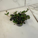 The Plant Farm® Houseplants Codonanthe Devosiana Paula, 2" Plant