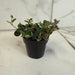 The Plant Farm® Houseplants Codonanthe Devosiana Paula, 2" Plant